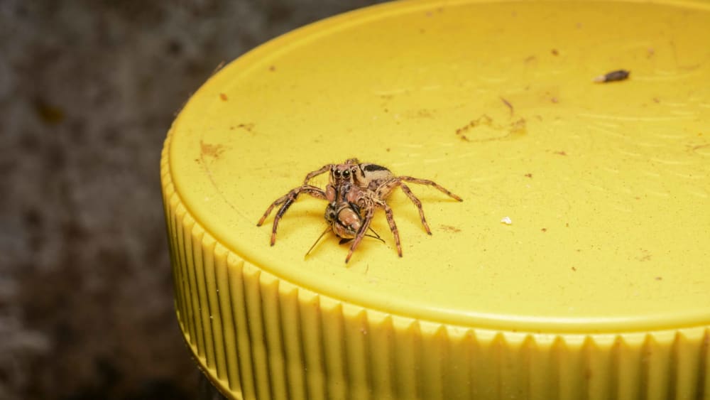 Resident Predators: Living With Spiders