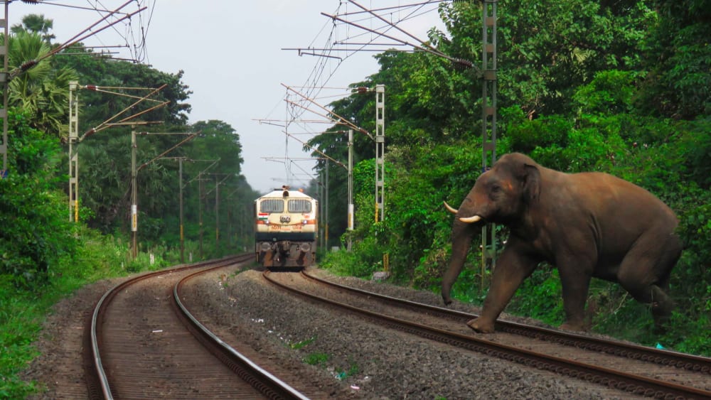 Elephants Crossing: Danger and Death on a Railway Track in Palakkad