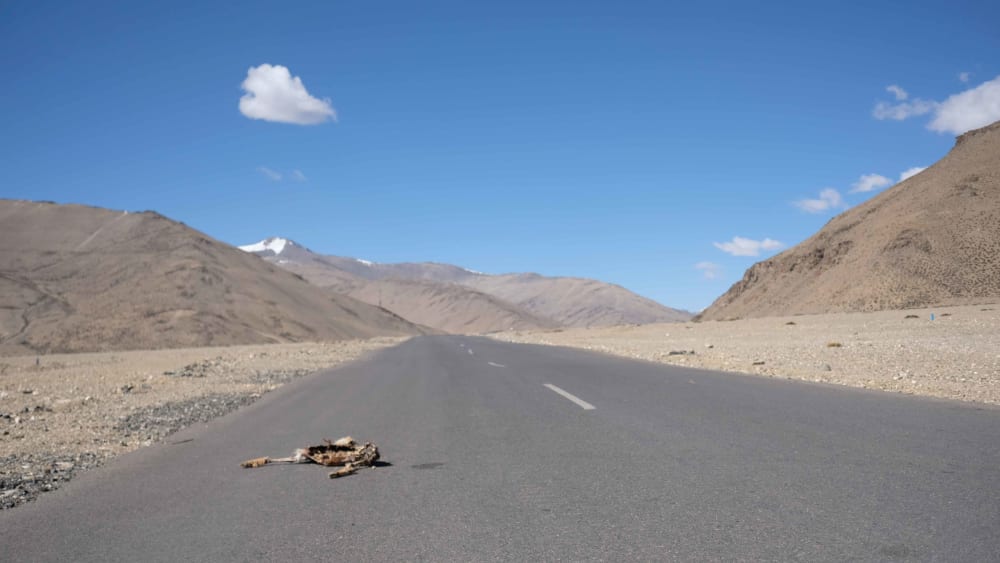 Roadkill Instances on the Rise in Jammu and Kashmir
