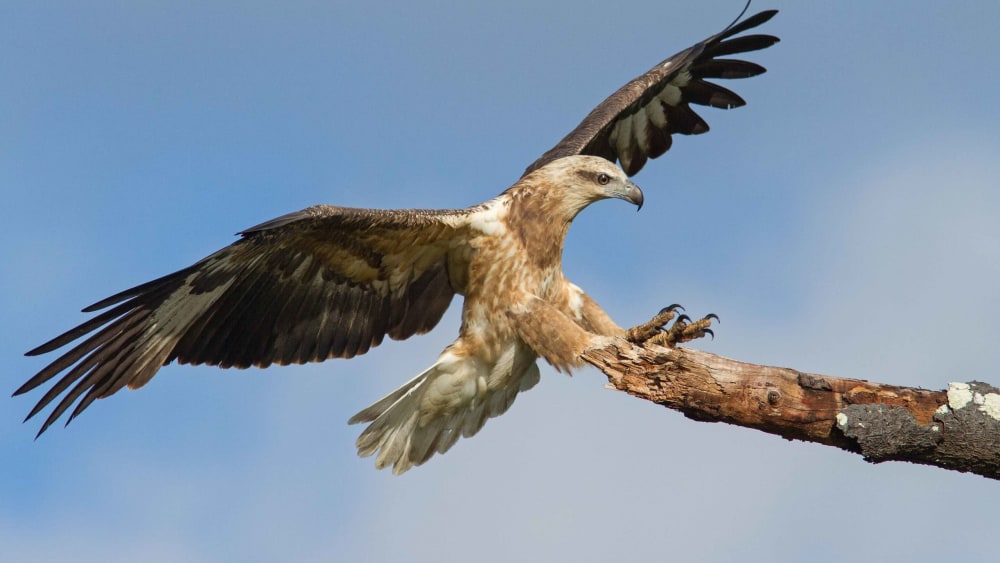 Once Soaring, White-bellied Sea Eagles Now on the Decline