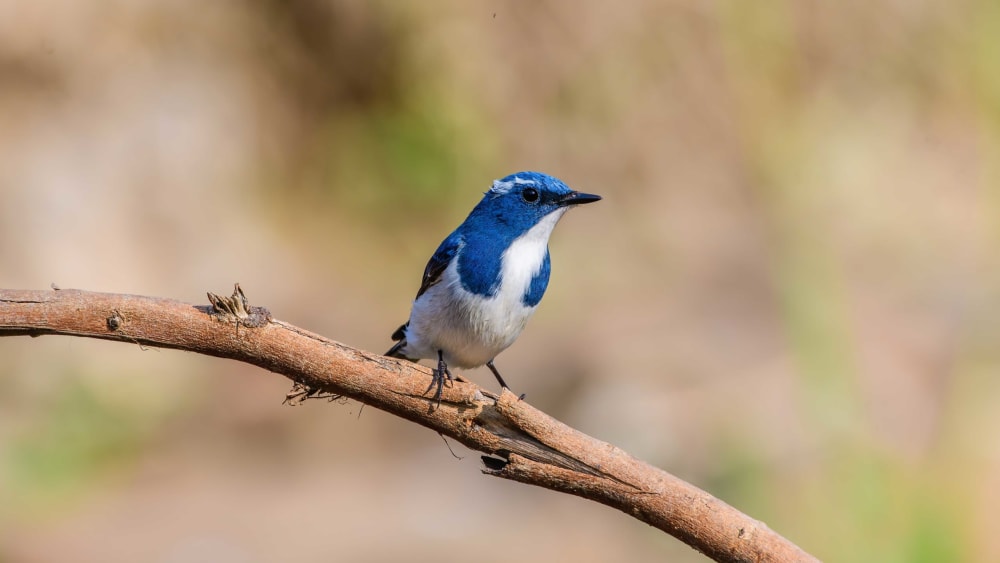 Ultramarine Flycatcher: Feathered Friend on an Urban Campus
