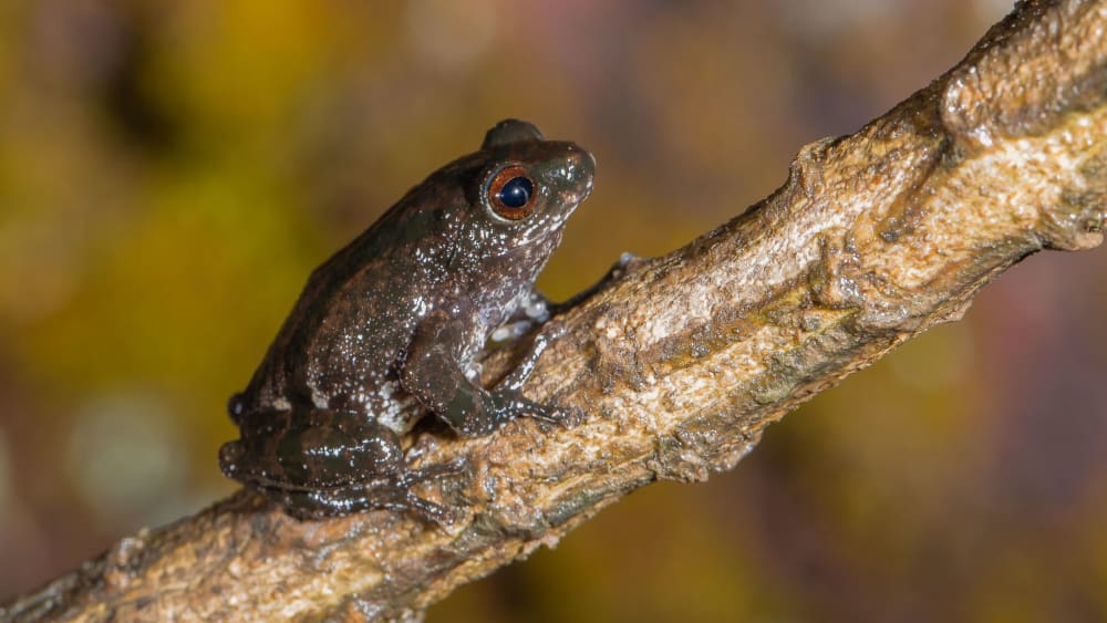 Ghate’s bush frog: A Wild Voice in an Urban Garden
