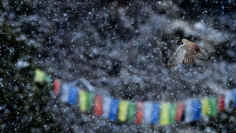 Bird Migration Through the Central Asian Flyway