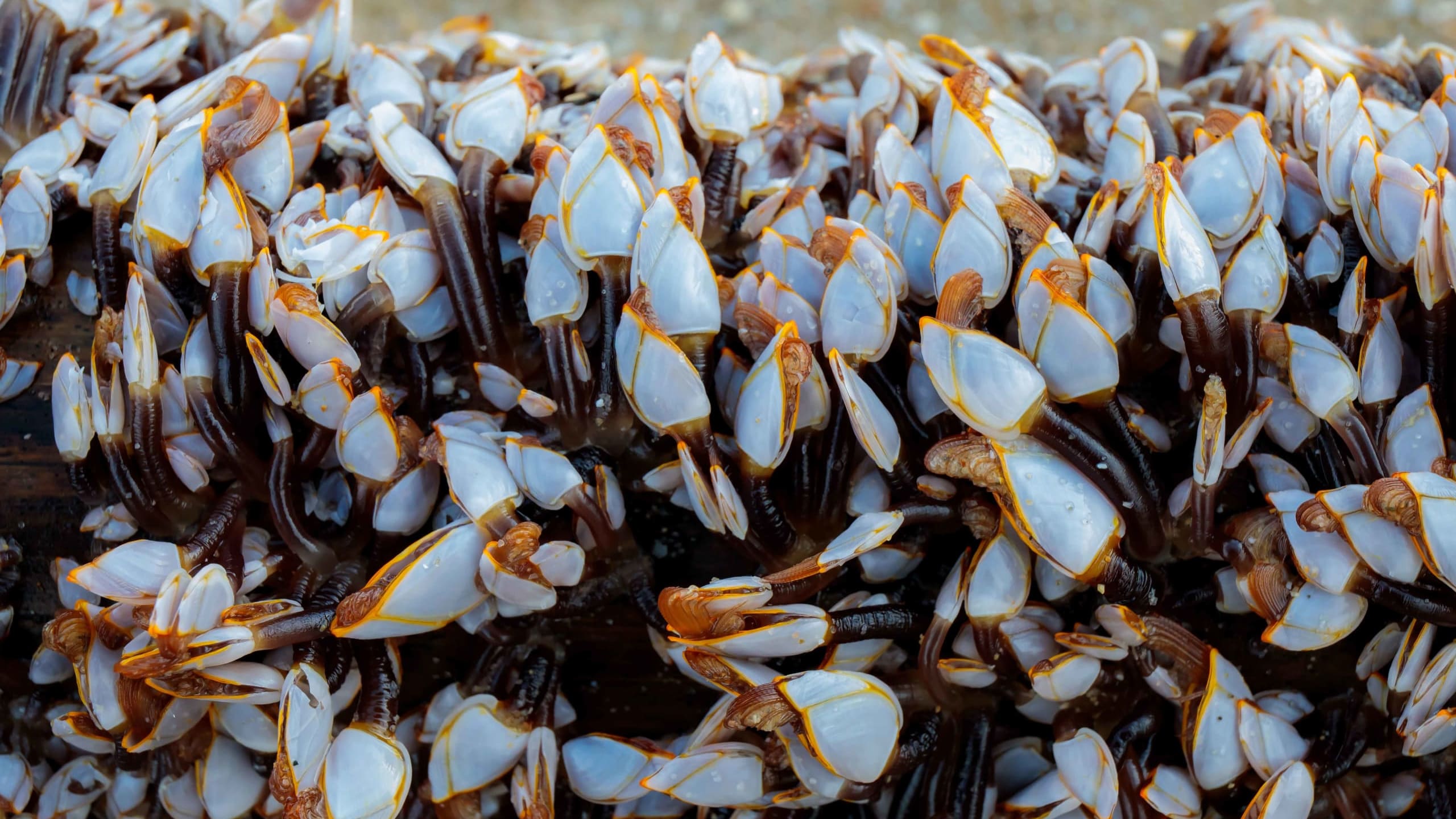 Gooseneck Barnacles: Rare Delicacy or Dinosaur Feet?