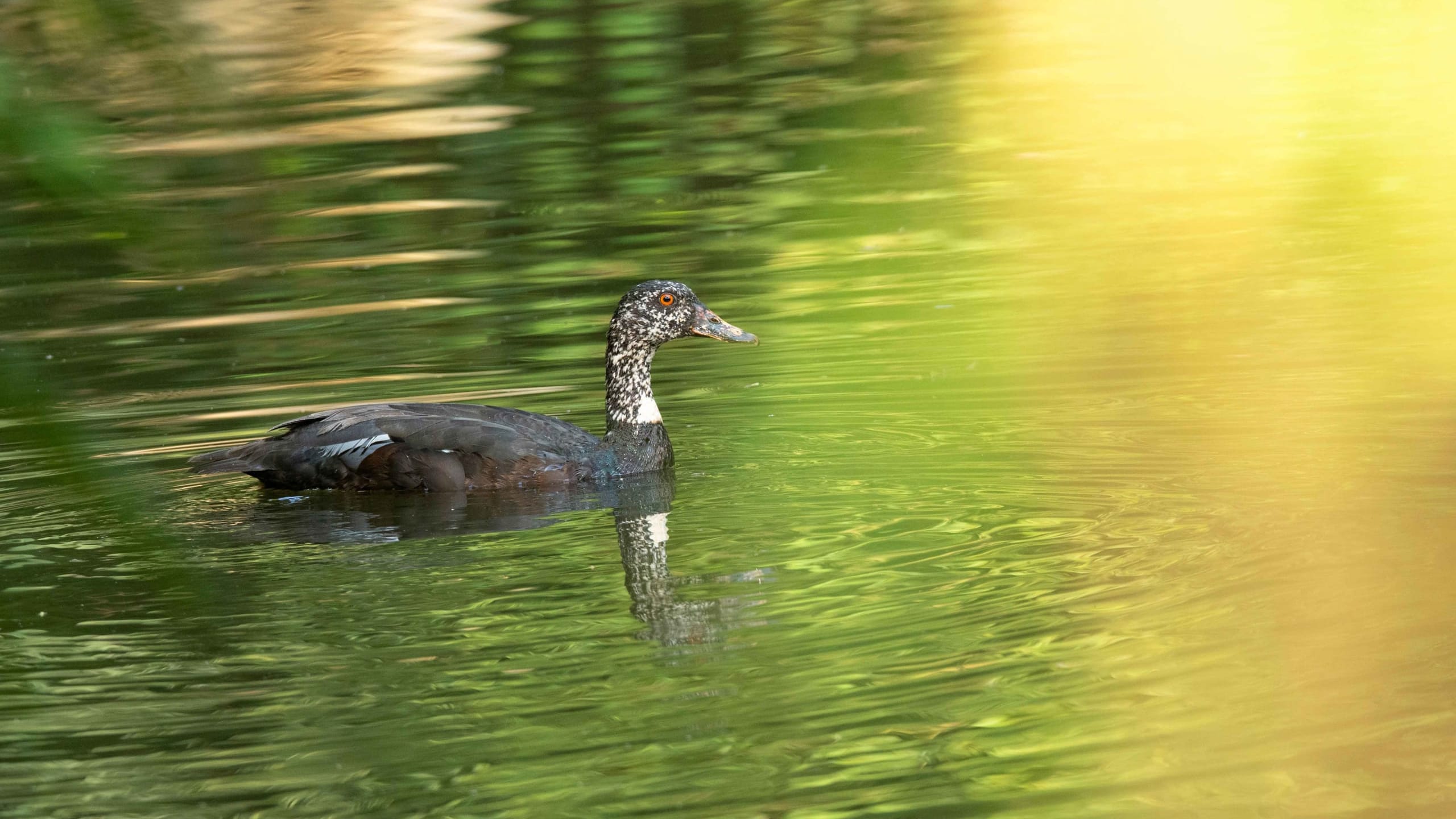 Endangered White-winged Wood Duck's Habitat Threatened by Climate Change