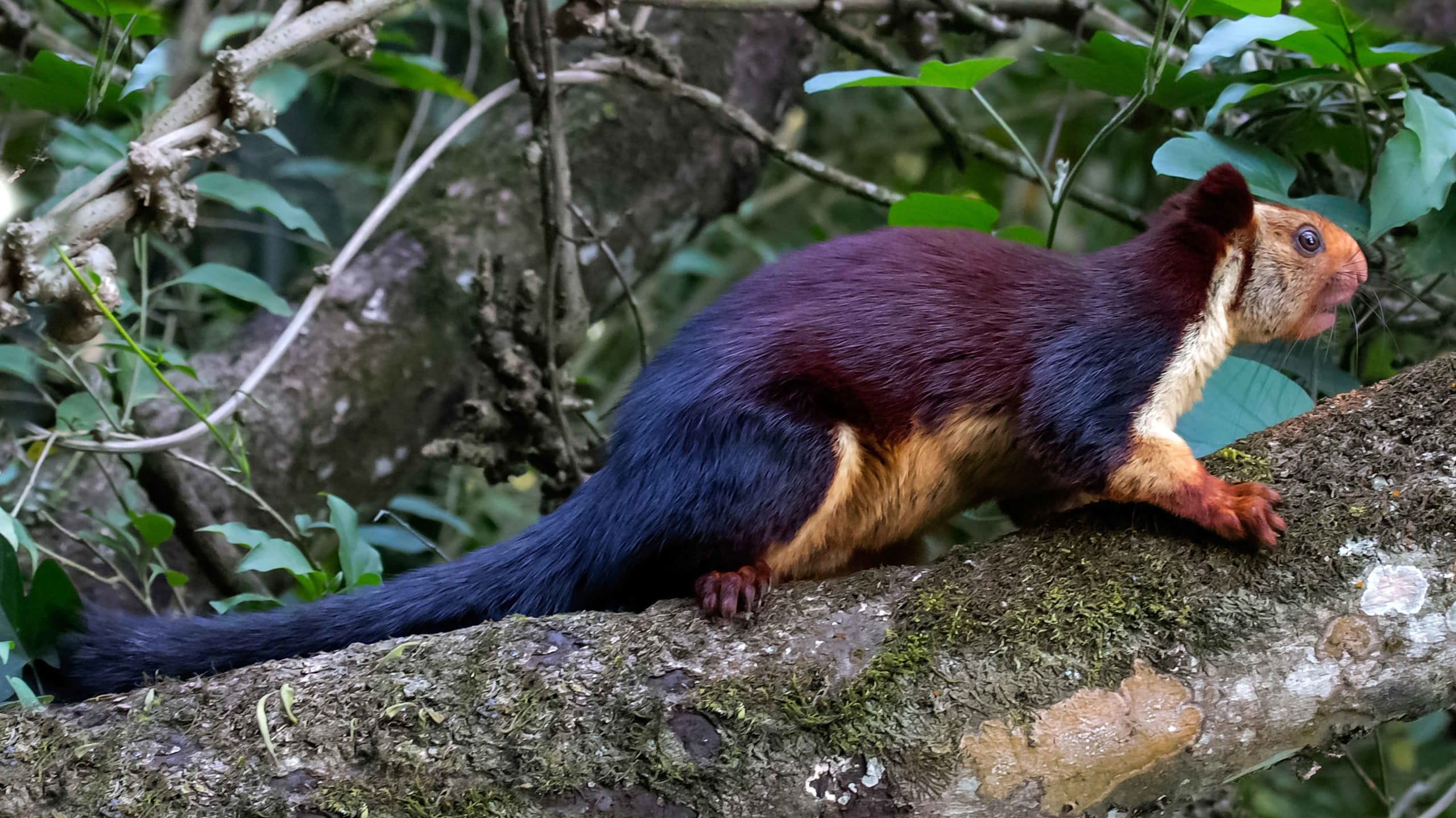 Forest Protection Key to Saving the Indian Giant Squirrel