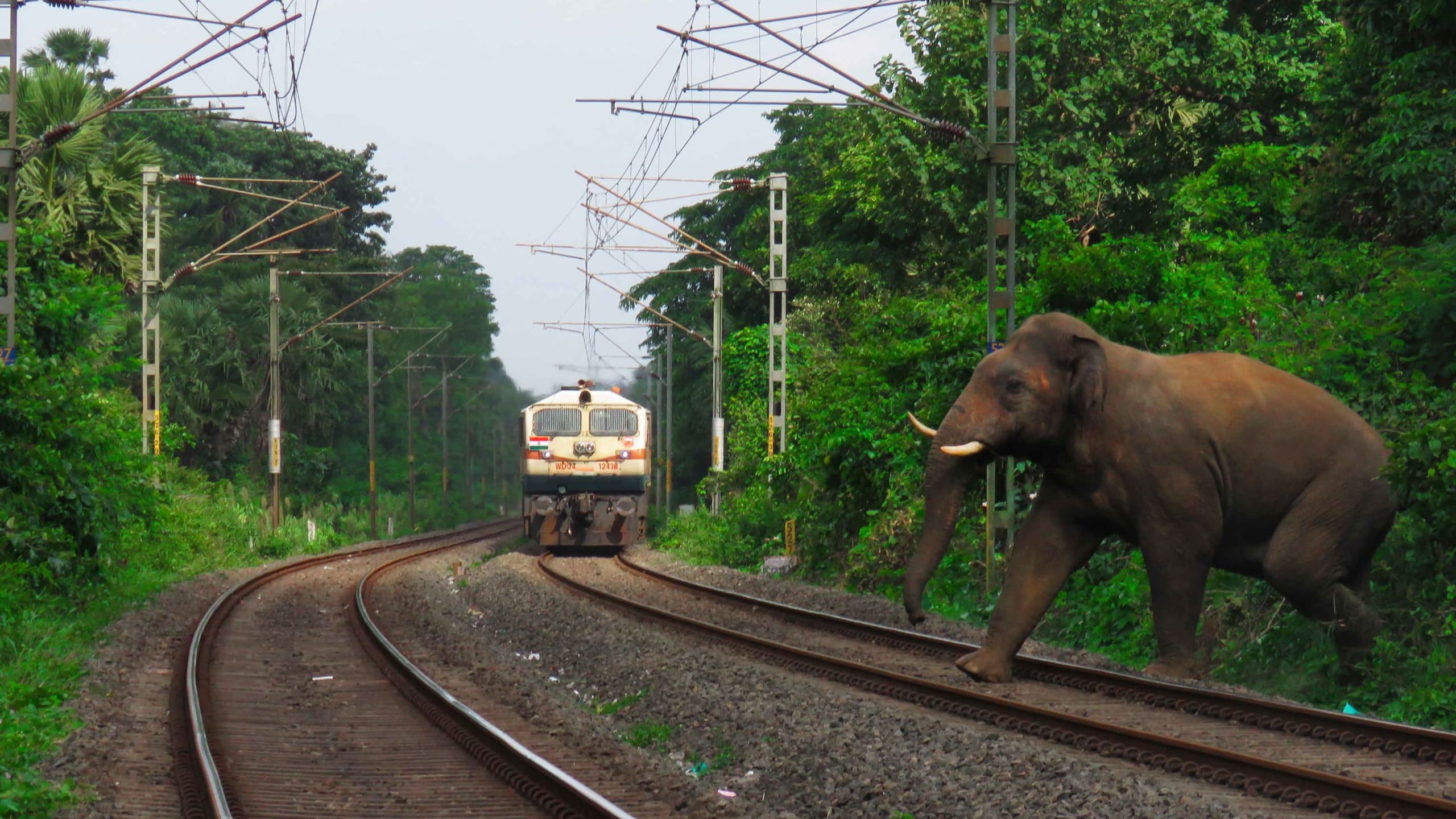 Elephants Crossing: Danger and Death on a Railway Track in Palakkad