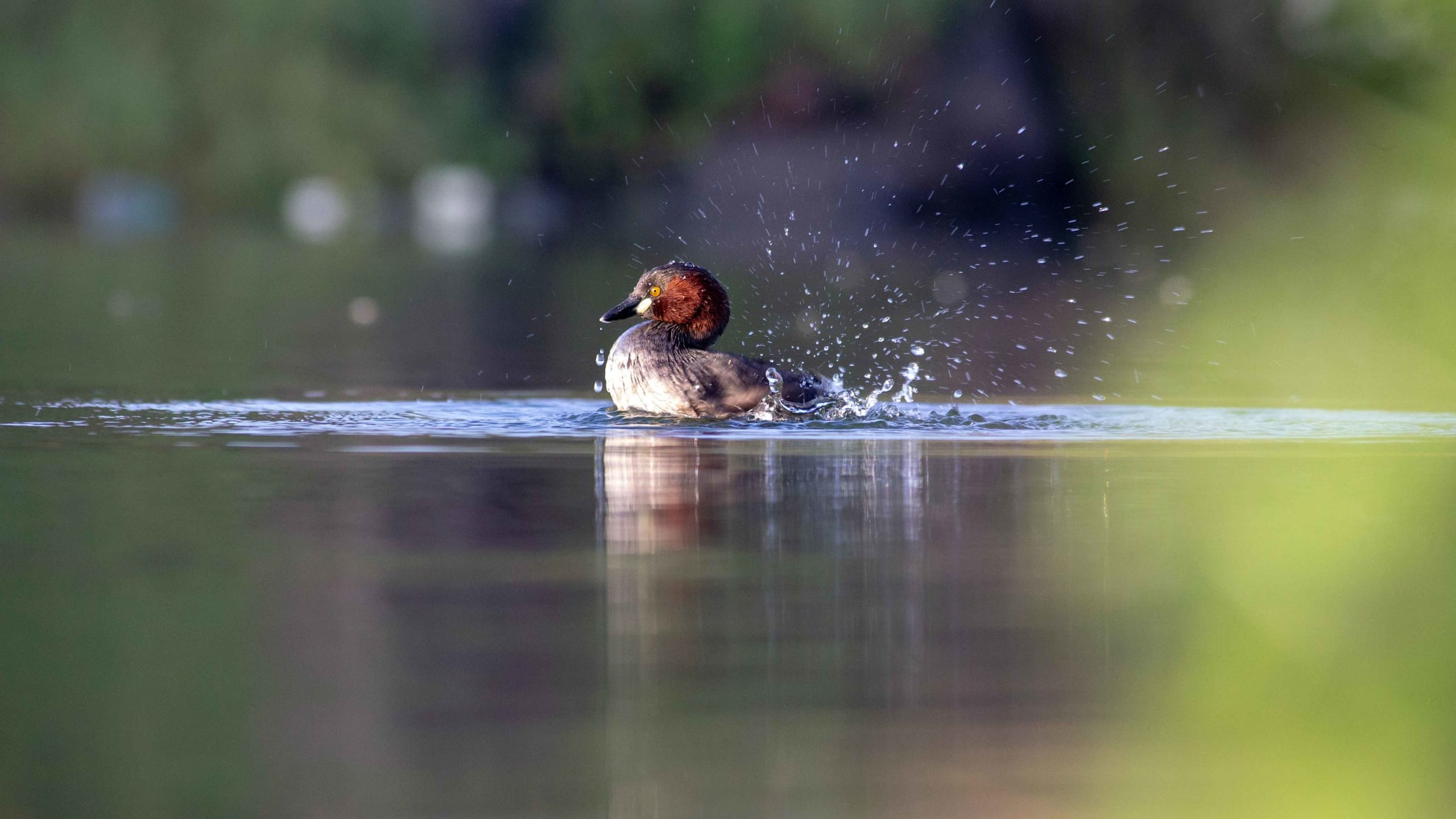 Little Grebe: Artwork of Evolution
