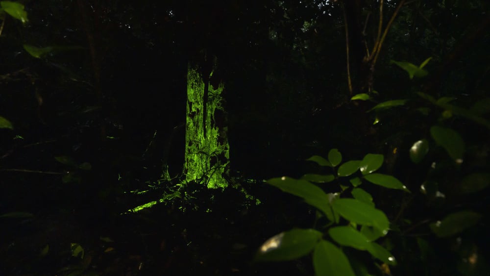 Layers of a Rainforest