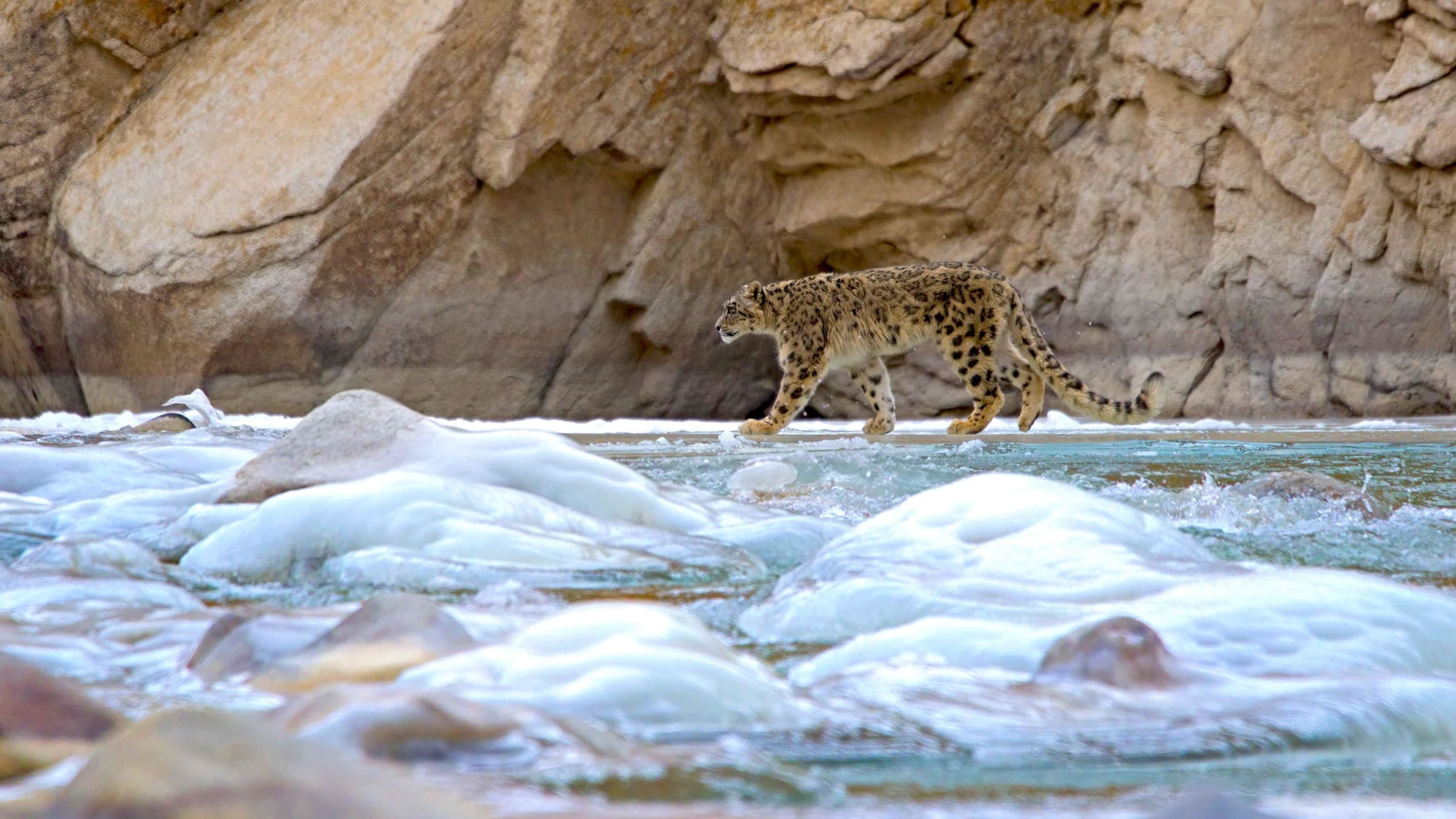 Sher Dariya: The Mighty Indus River