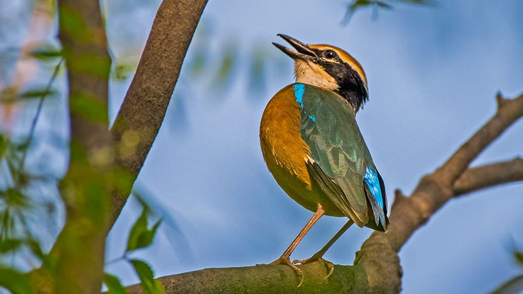 Delhi’s Secret Winter Guests: Small and Chirpy Forest Birds
