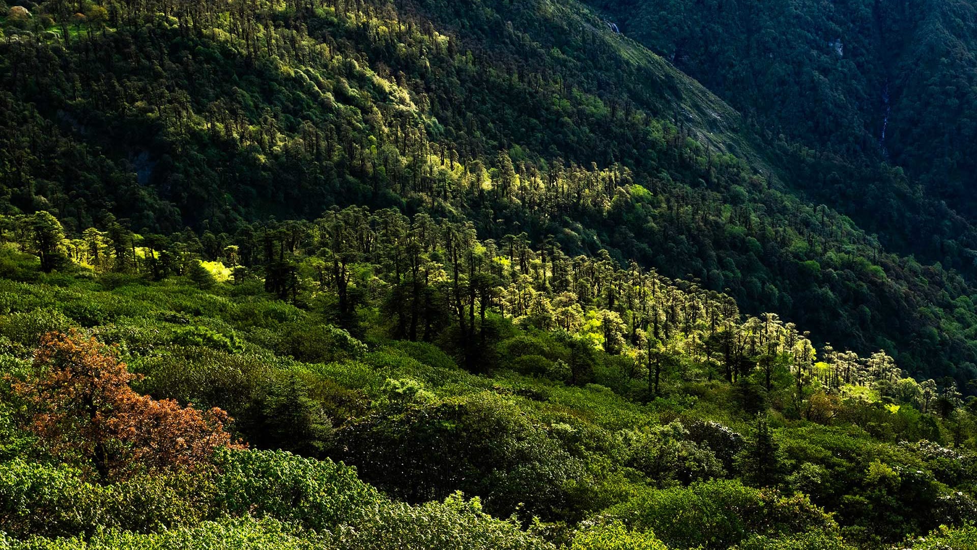 Pangolakha: A Sanctuary Rising Through the Old Silk Route