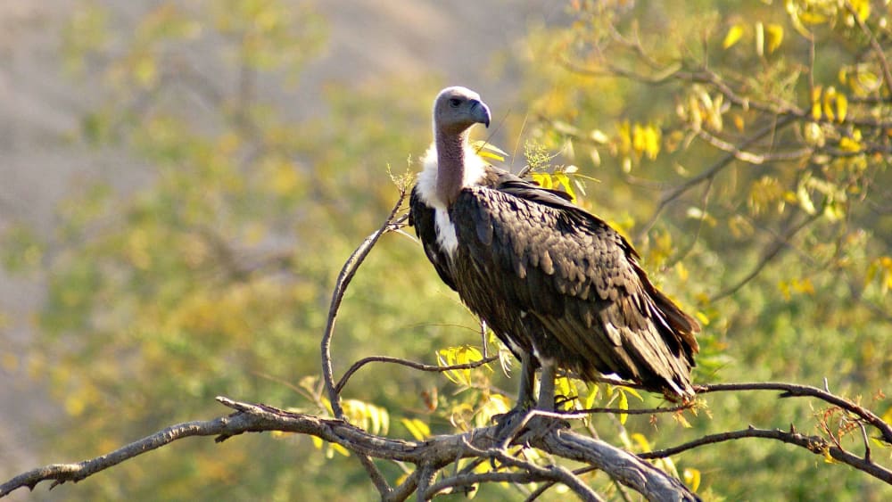 Another Veterinary Drug Endangers India's Vultures