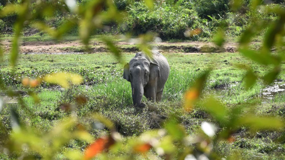 A Lemon a Day Keeps the Elephant Away