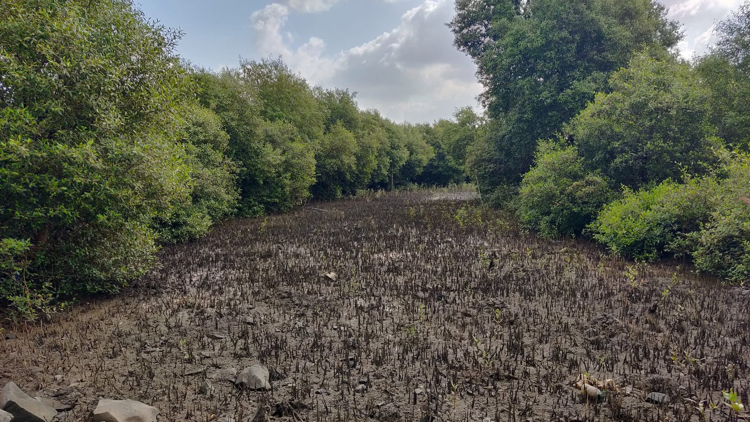 Mumbai’s Mangroves: Forests of Breathing Roots