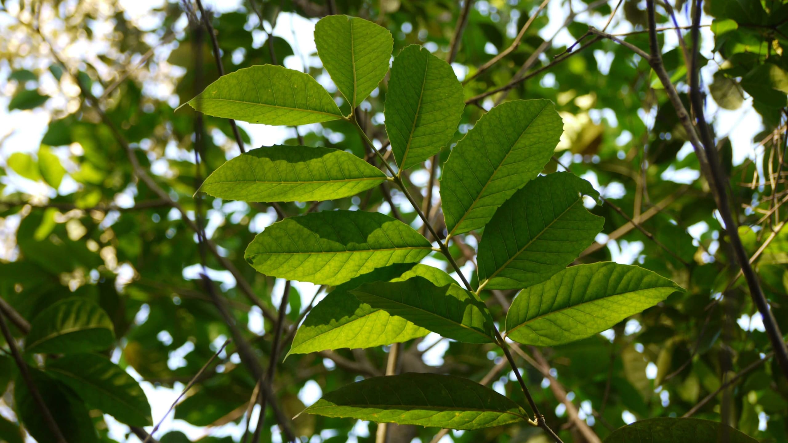Evergreen Forests: A Reminder from an Olea Tree