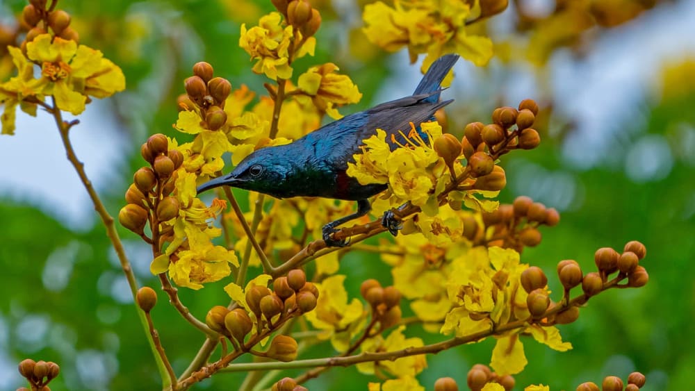 A Starburst of Colour and the Quest for a Nest