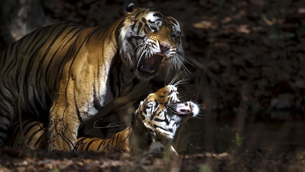 Faking It: Big Cats and the Confusion Around Paternity