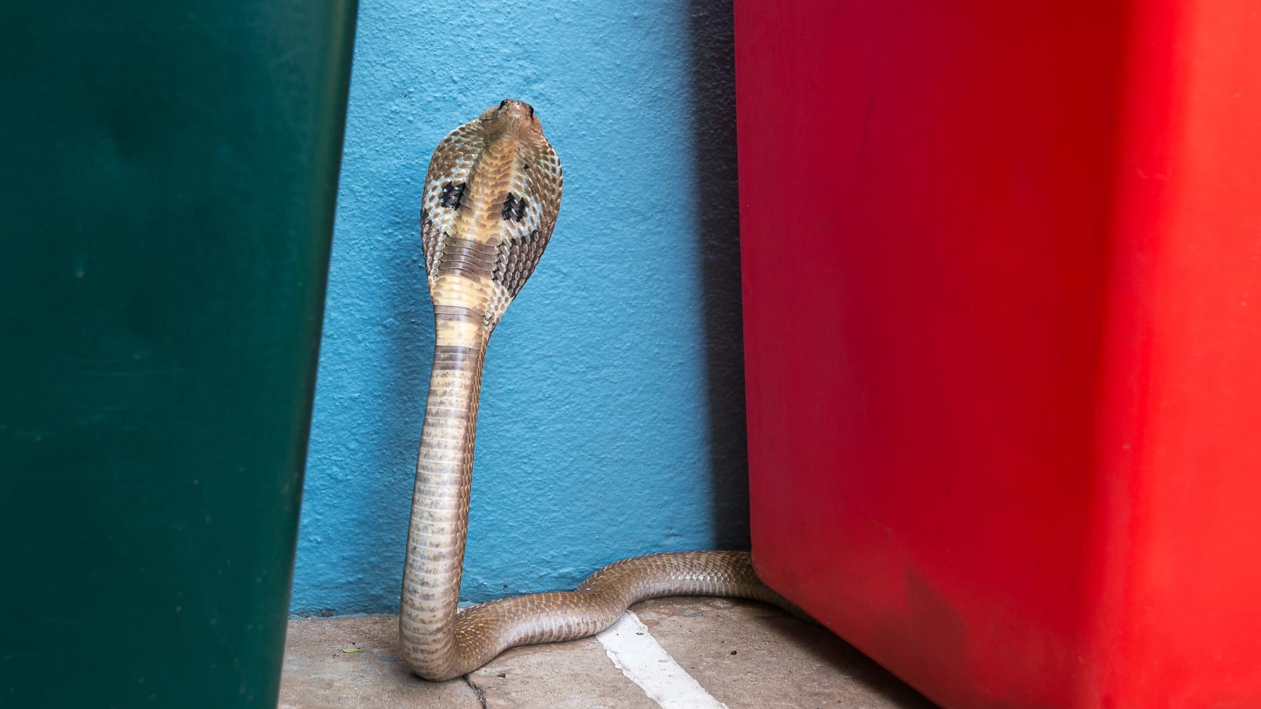 Boxed In: The Urban Snakes of Bengaluru
