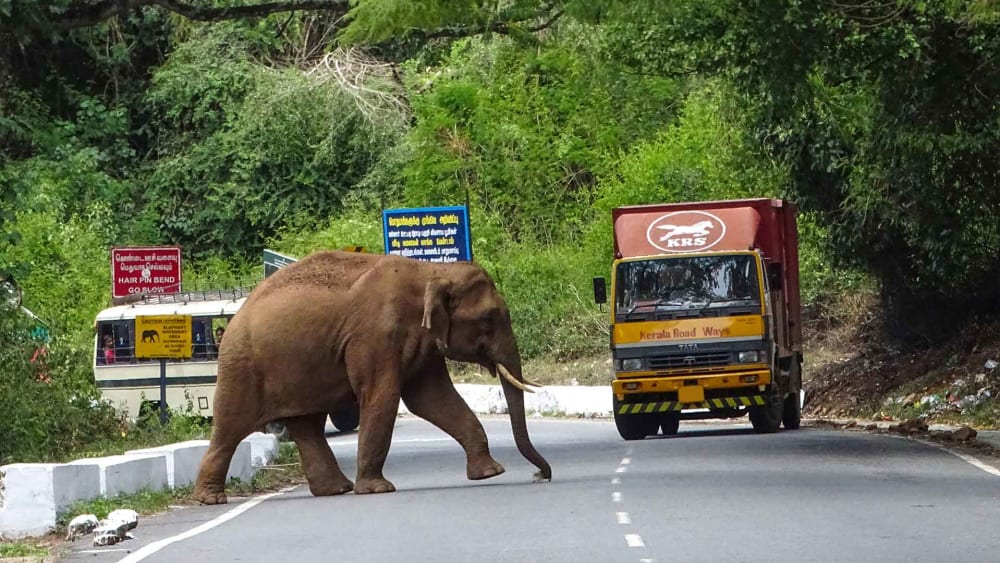 Shadowing Elephants: The Story of Kallar