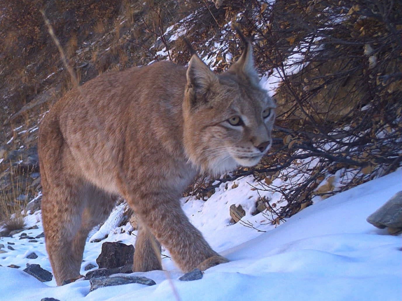 Central Asian Lynx Recorded in Kargil