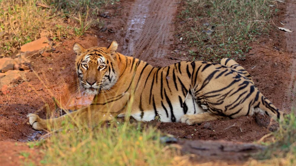 Apprehension Raised Over Translocation of Tigers in Maharashtra