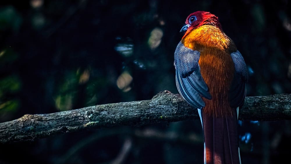 Red-headed Trogon: A Flash of Crimson in the Forest