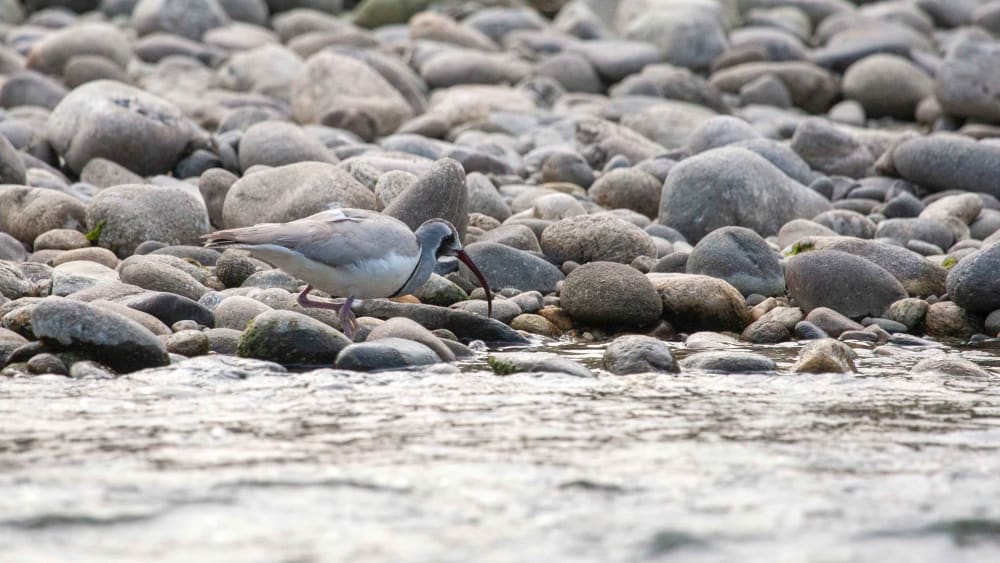 ‘Wonder Bird of the Himalayas’ Faces Several Threats