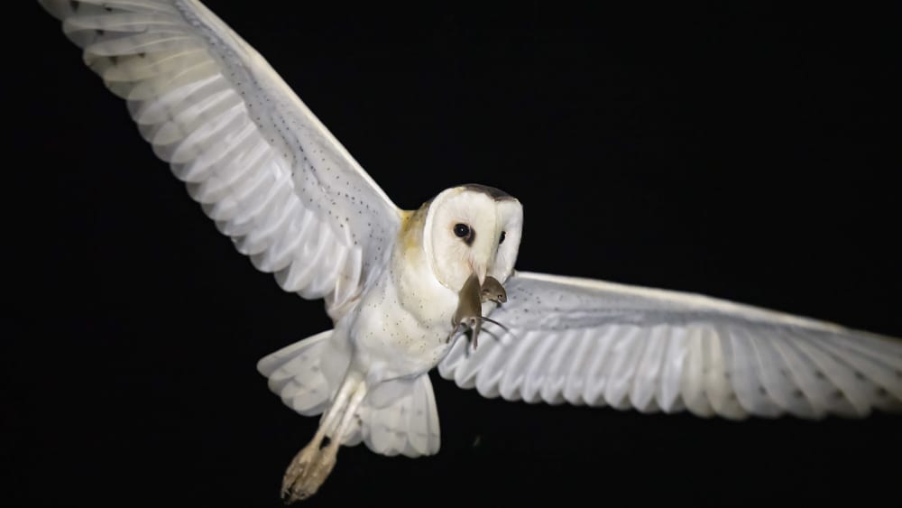 A Fleeting Symphony: Grassland Birds of the Brahmaputra Plains