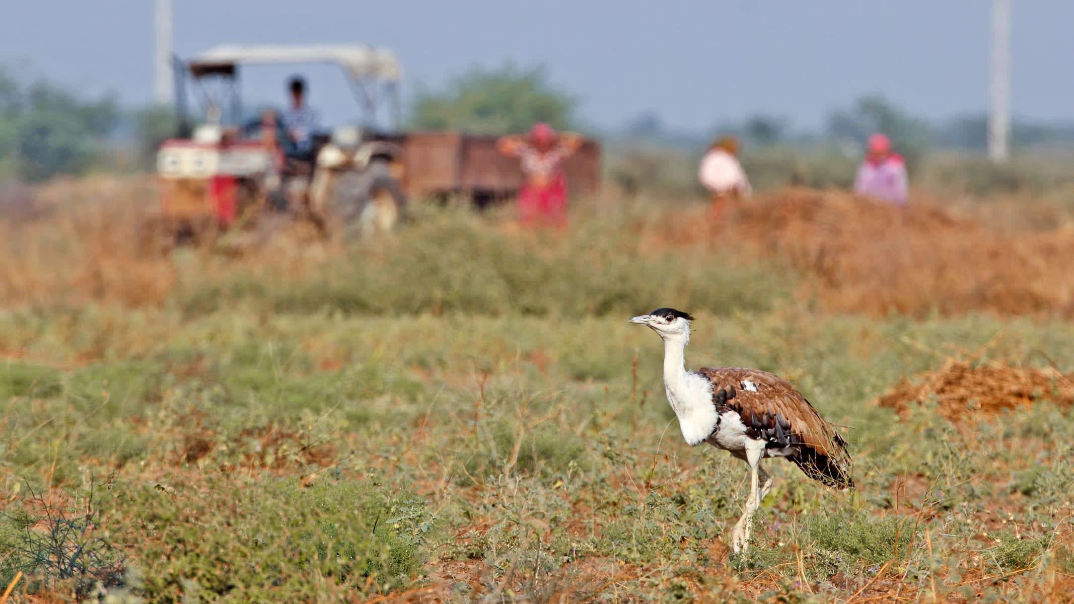 The Last Great Indian Bustards of Kutch