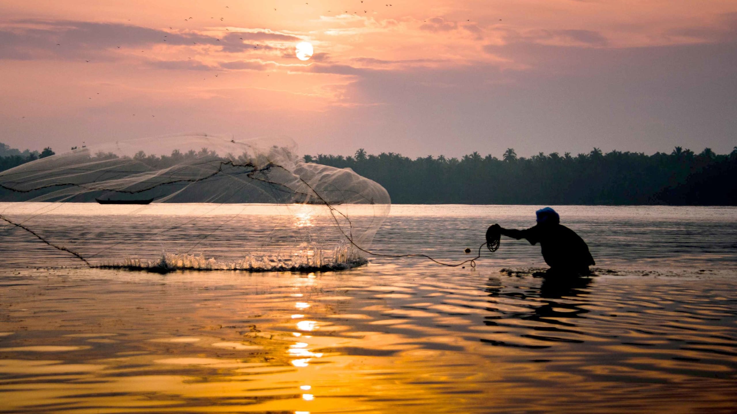 Mass Die-offs of Fish in Kerala Linked to Warming Water and Pollution