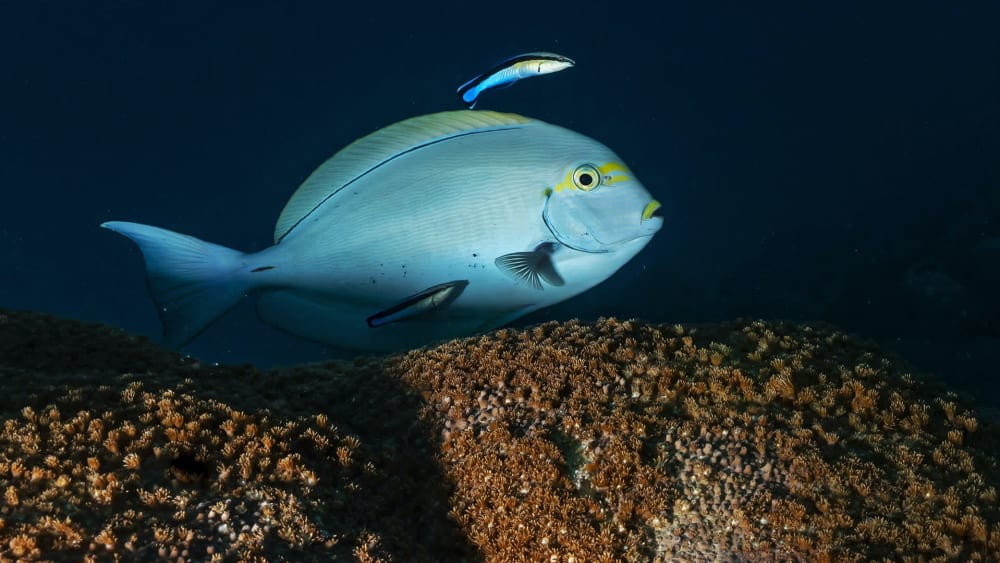 Sea Spa: Why Fish Need a Good Clean Up