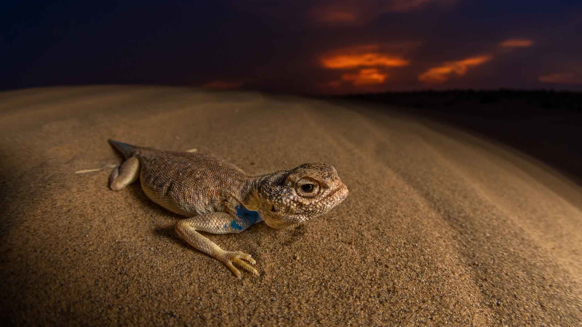 Dune Dinos: Laungwala Toad-headed Agama of the Thar Desert