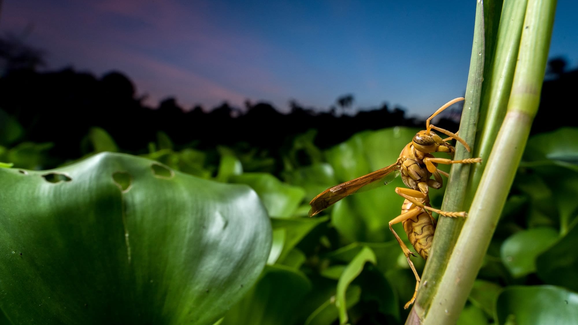 Taking the Sting Out of Paper Wasps