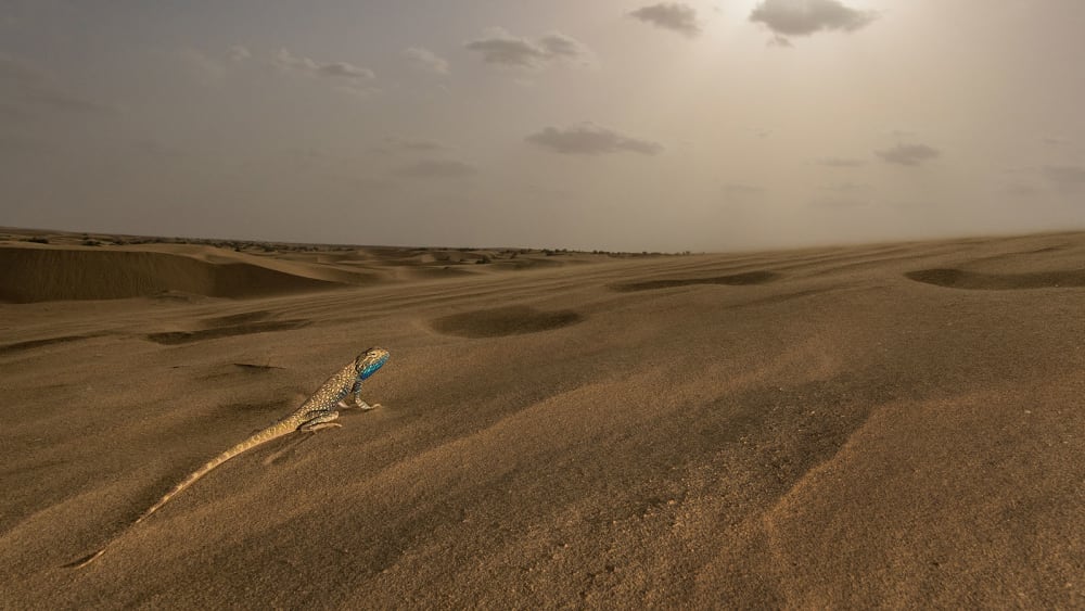 The Guide: Desert National Park