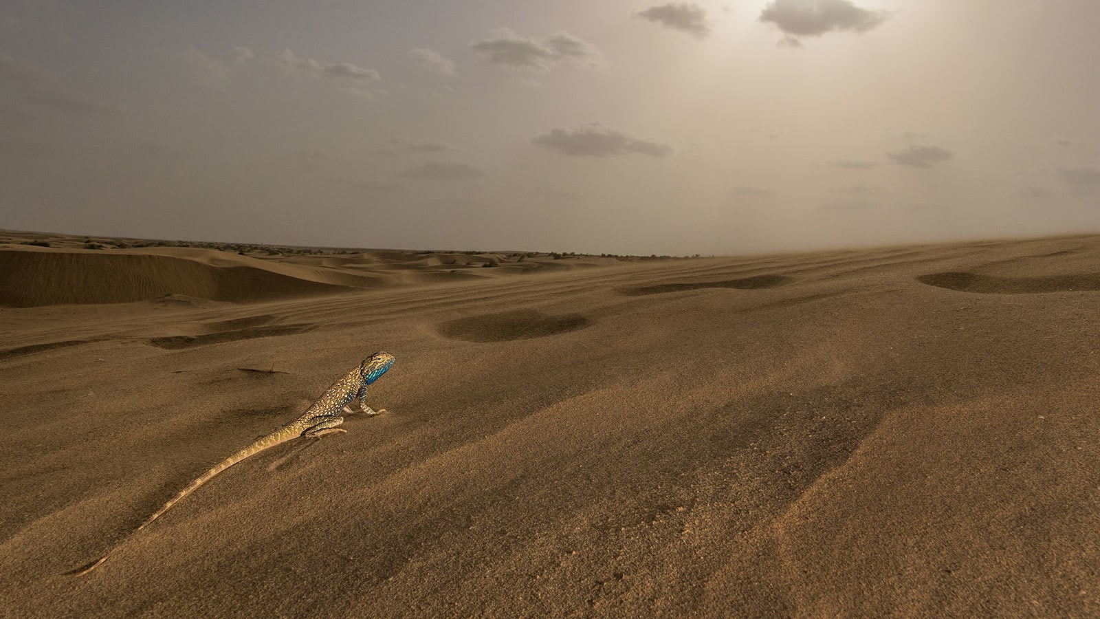 The Guide: Desert National Park