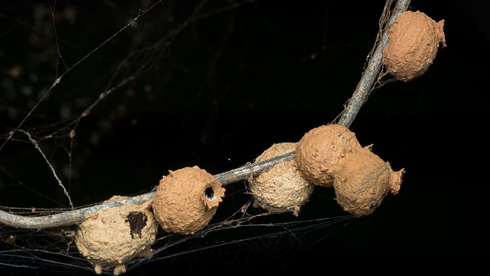 Nature’s Artists: The World of Potter Wasps