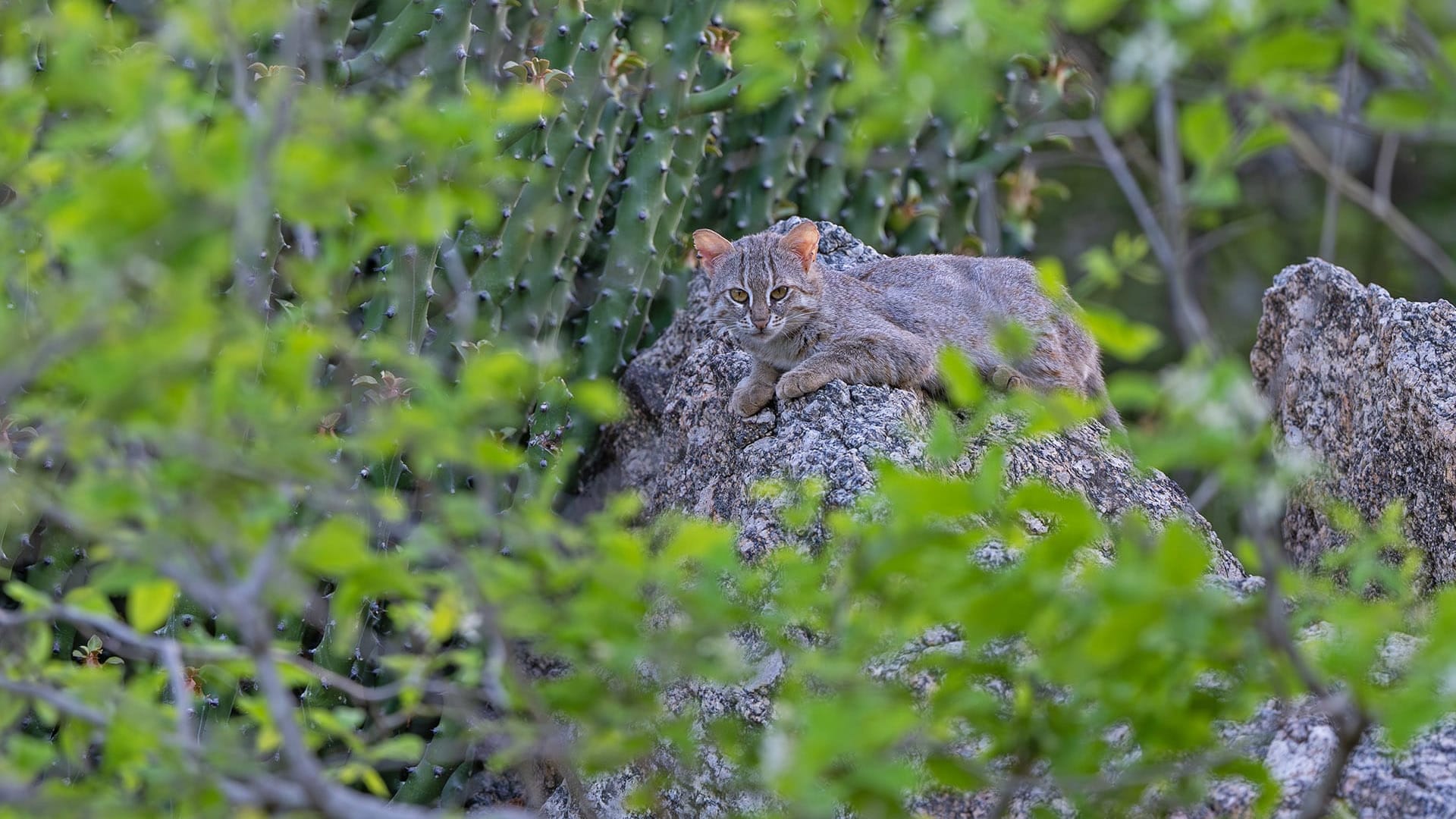 Looking for Eyeshine: A Tiny Wildcat and its Neighbours in Jawai