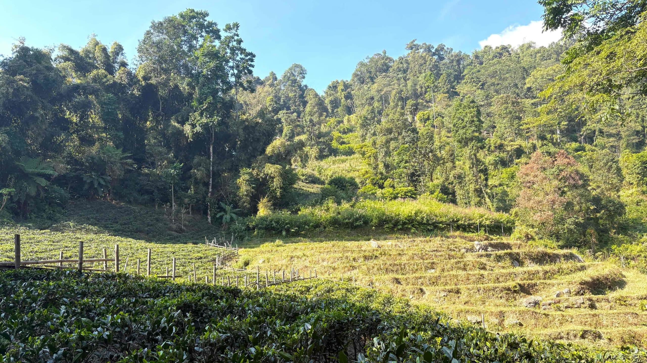 Transitioning Agricultural Landscapes in the Darjeeling-Kalimpong Himalayas