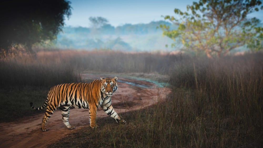 What are Tiger Reserves?