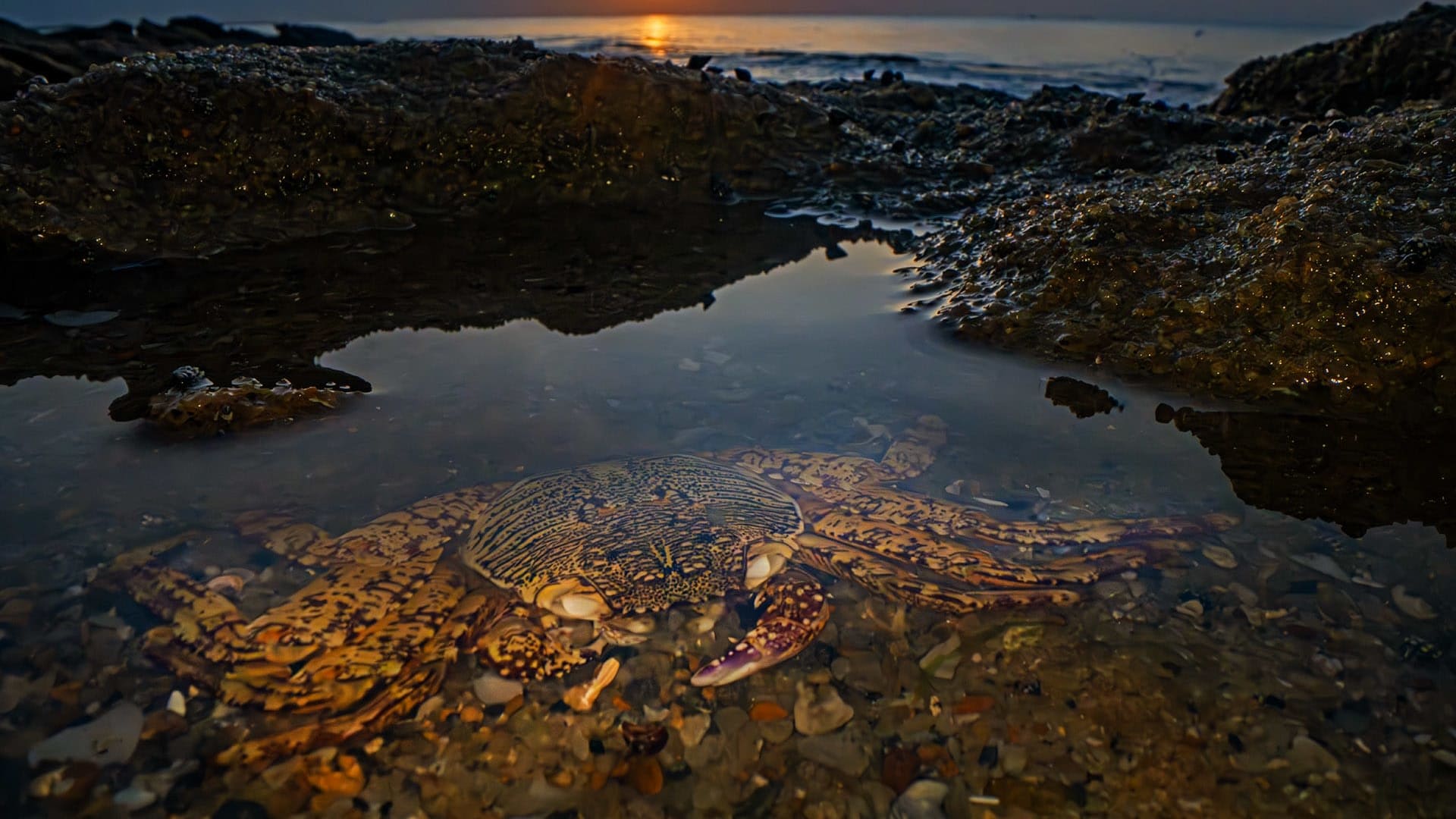 Blowin’ in the Wind: The Intertidal Zones of Vaippar