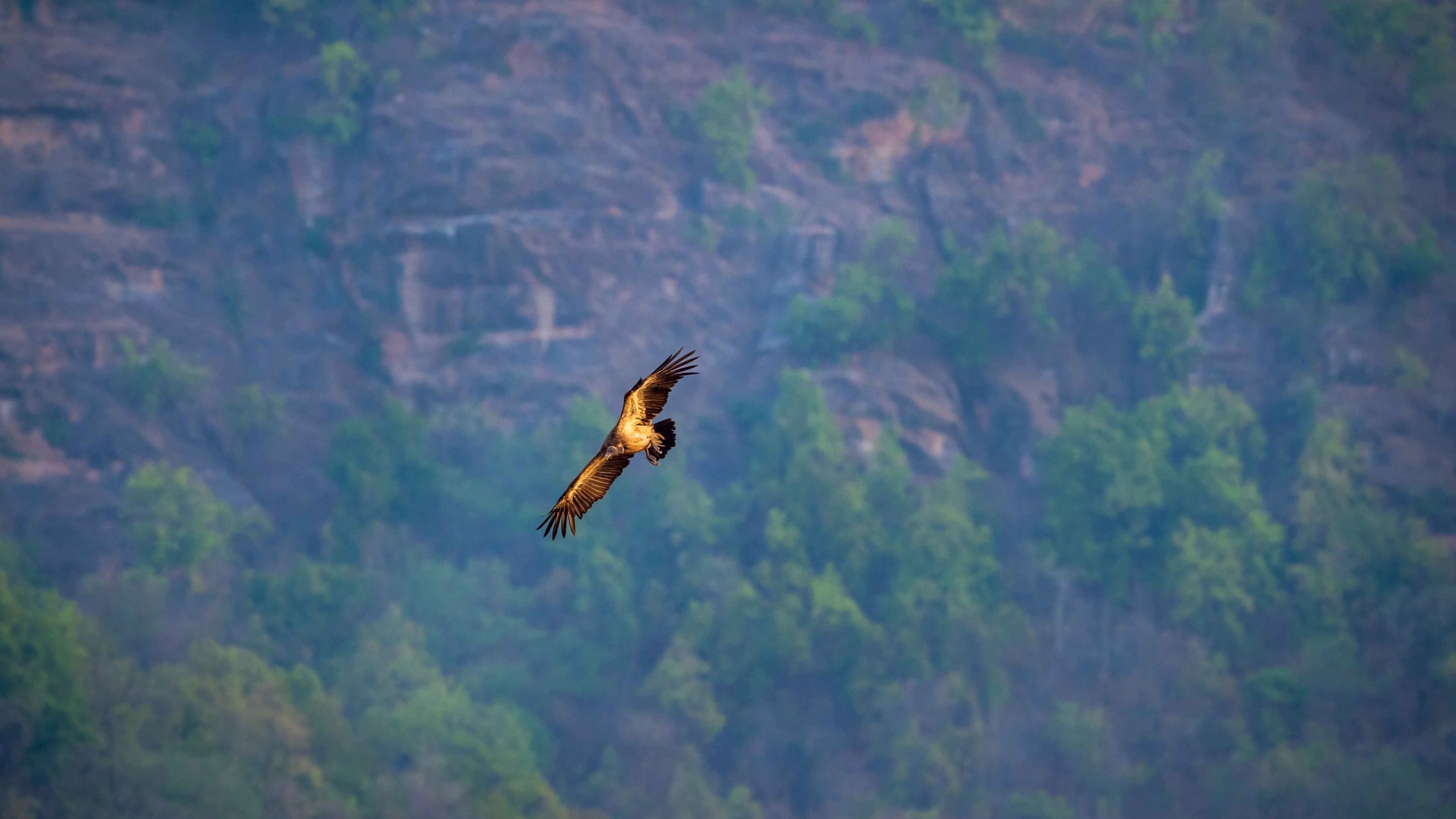 Monitoring Vultures 