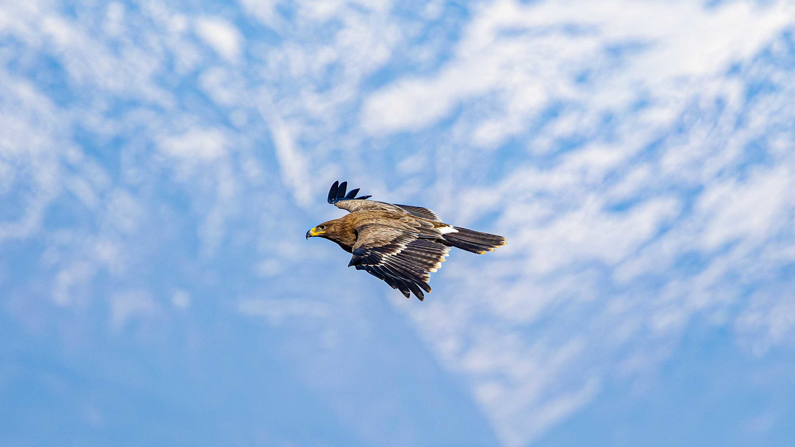 Steppe Eagles: Perilous Passage Across the Shifting Landscapes of the Himalayas