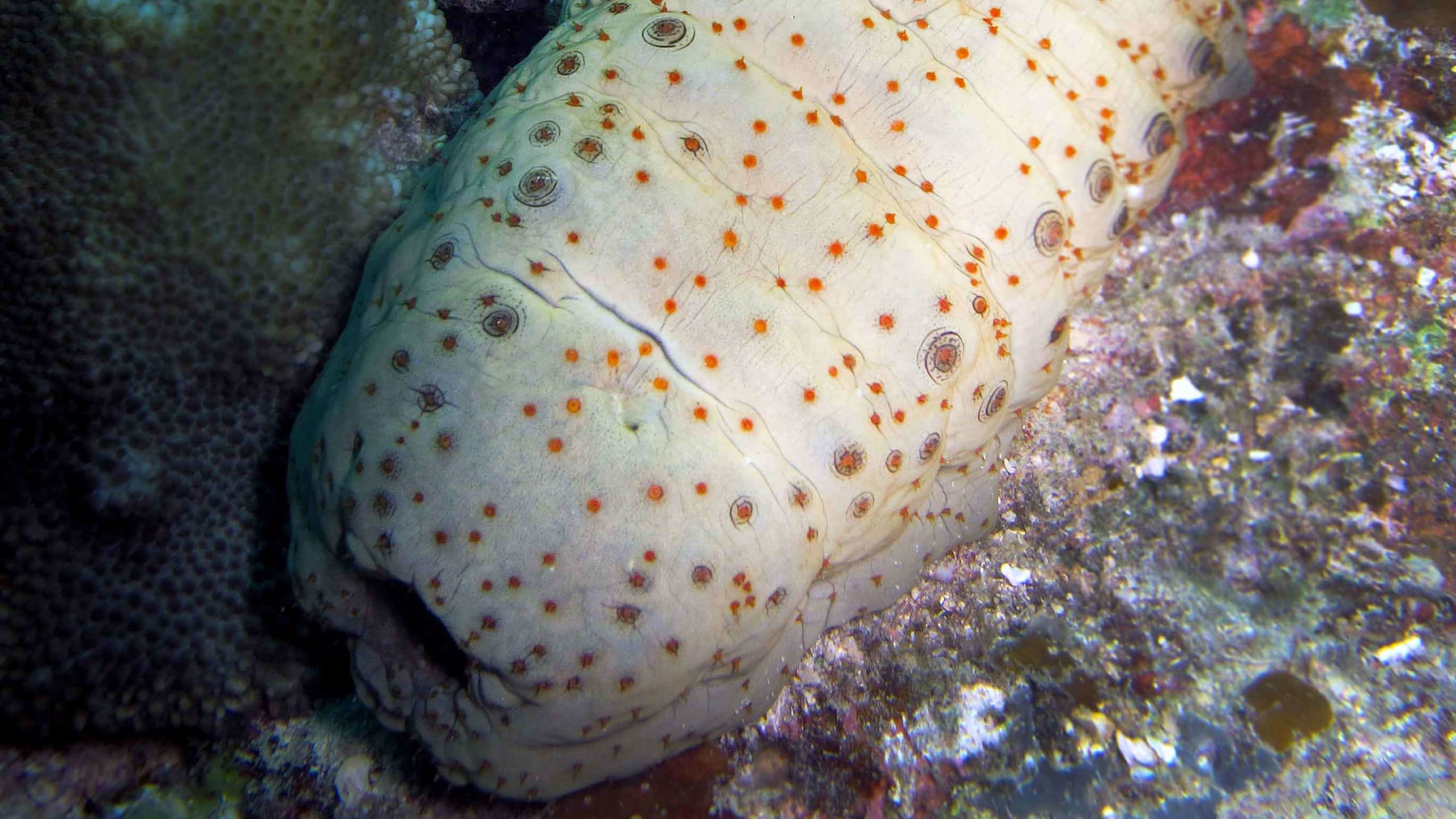 Sea Cucumbers: Illegal trade and the Blame Game