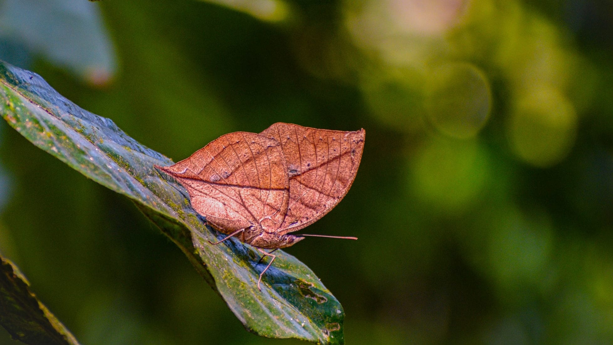 A Walk Across Tiger Country In Search Of India’s National Butterfly 