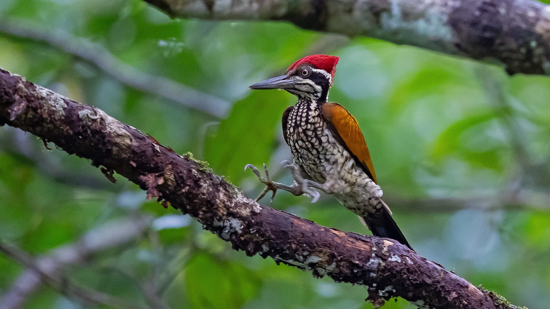 Forests and Plantations All Atwitter: Exploring the Birds of Athirappilly