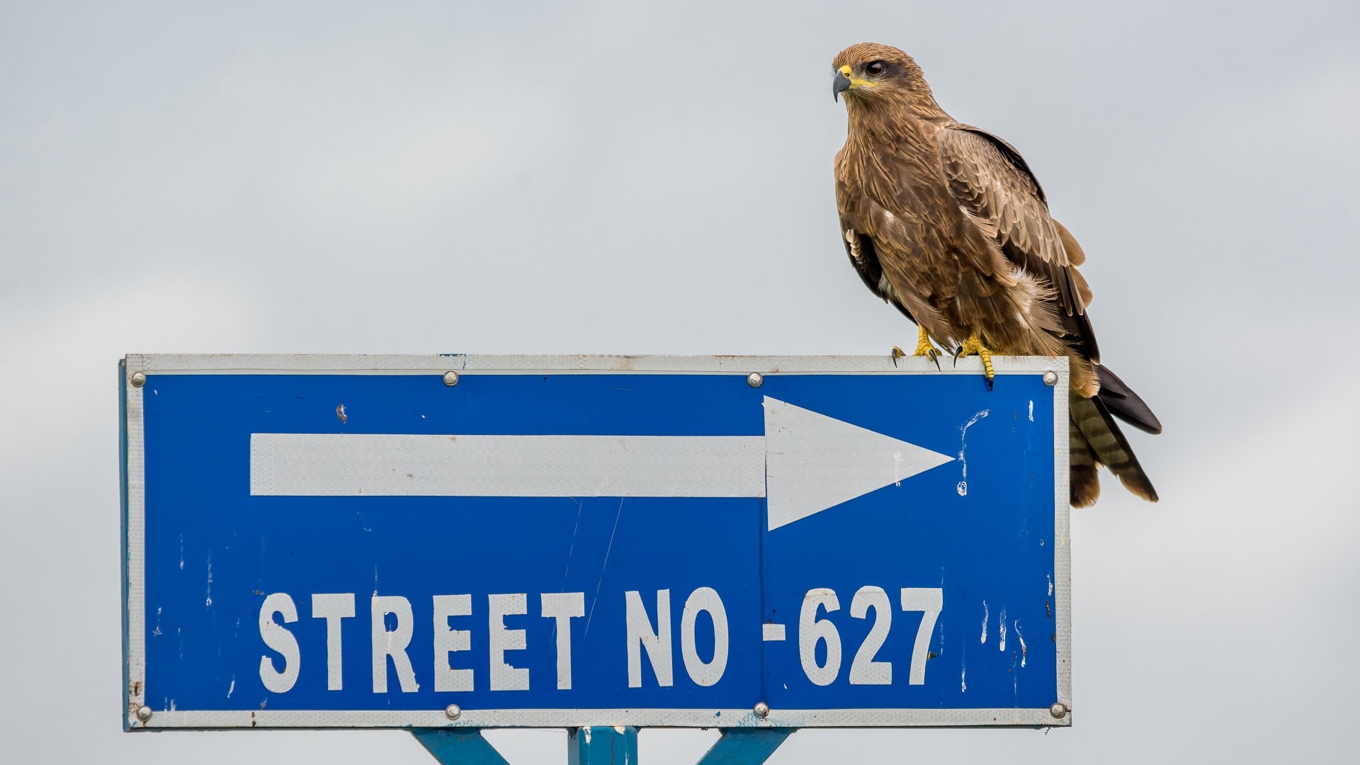 Urban Design Planning and the Birds of Kolkata