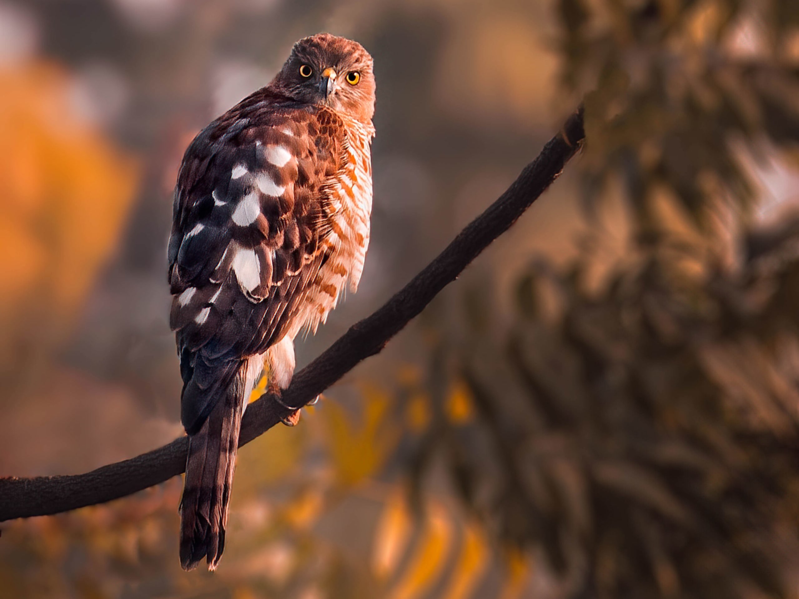 Bedazzled by Beaks: Why I Started Birding