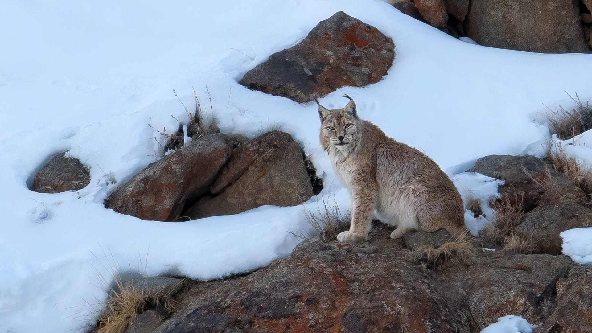 Himalayan Lynx: Tufts of the Third Pole