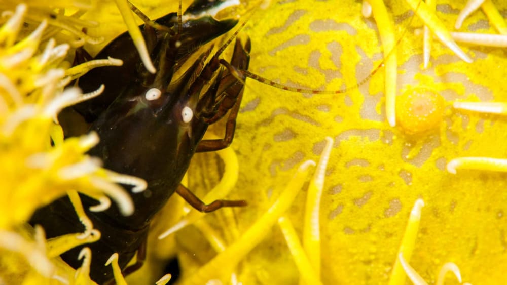 Shrimp Showcase: Much More Than Small Fry